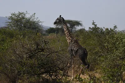 DSC_3444 (Large).JPG